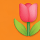 Tulipán